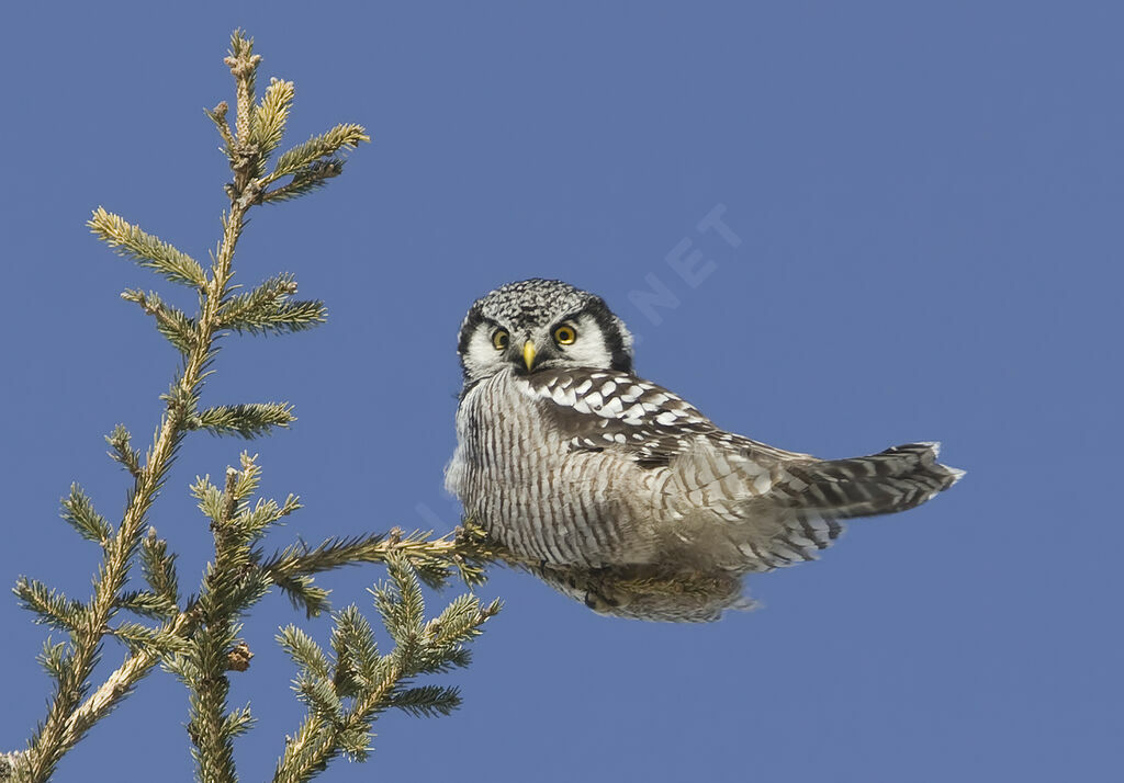 Northern Hawk-Owl, identification