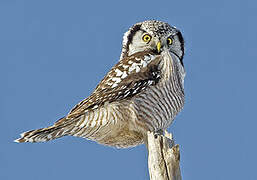 Northern Hawk-Owl