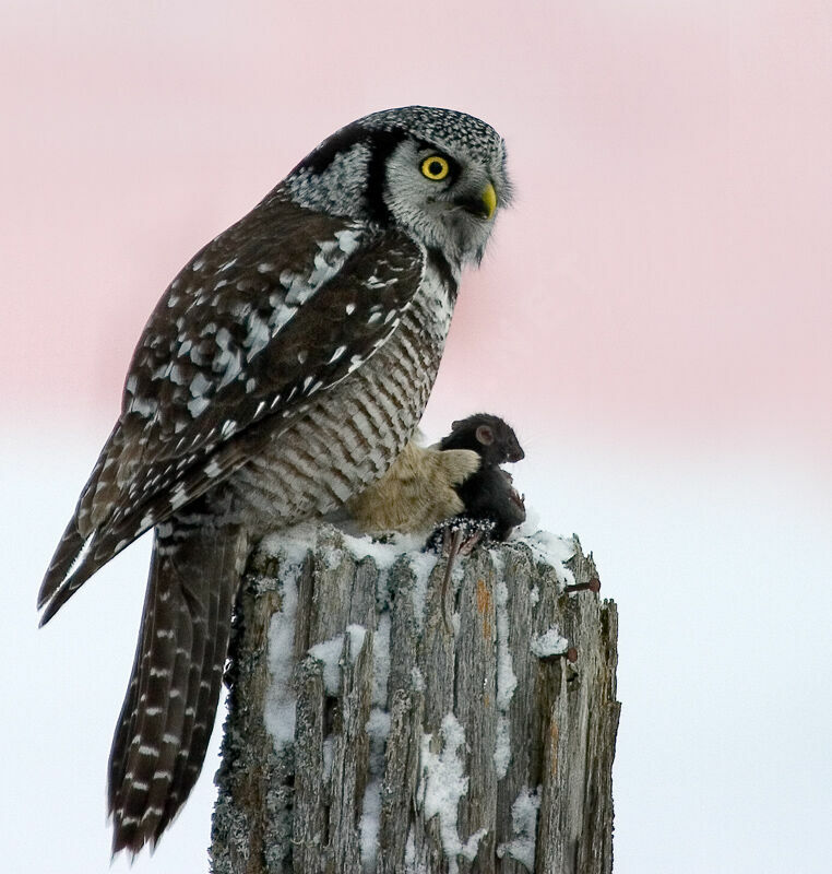 Northern Hawk-Owl