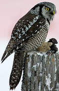 Northern Hawk-Owl