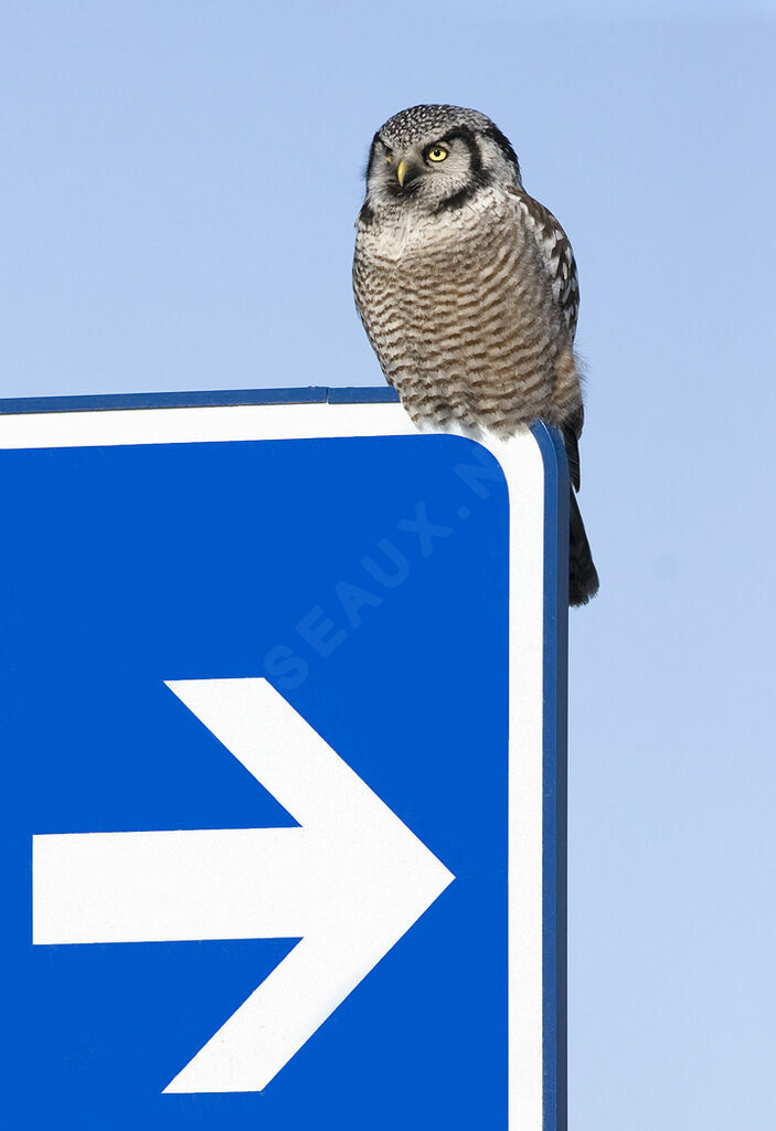 Northern Hawk-Owl, identification, Behaviour