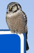 Northern Hawk-Owl