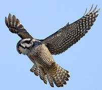 Northern Hawk-Owl