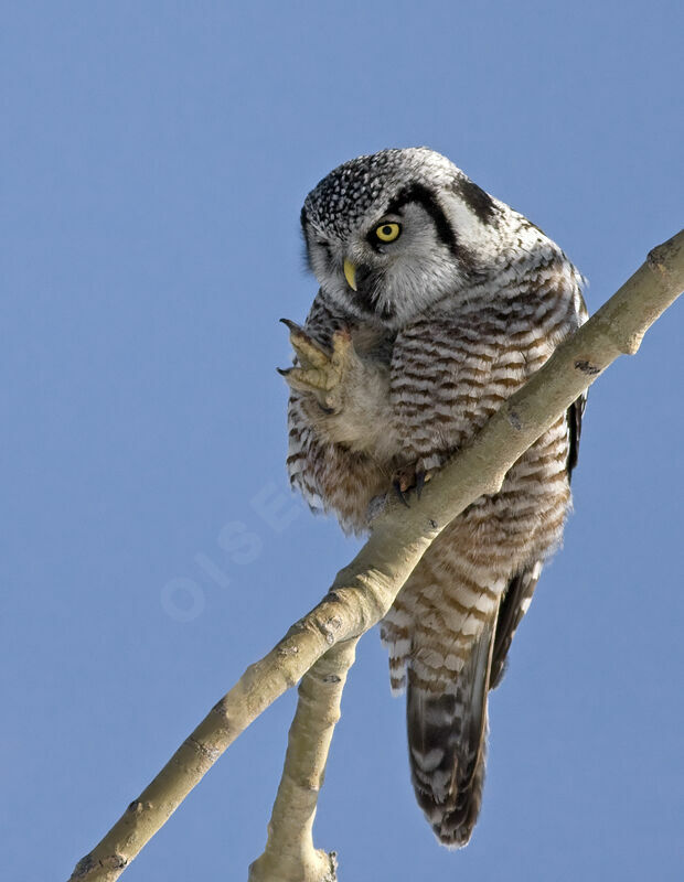 Northern Hawk-Owl, identification, Behaviour