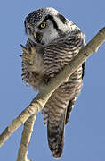 Northern Hawk-Owl