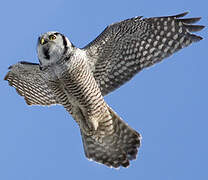 Northern Hawk-Owl