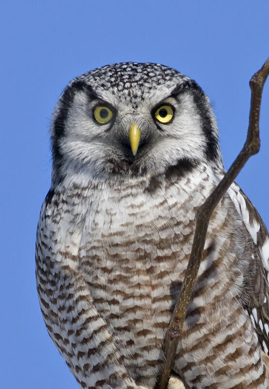 Northern Hawk-Owl, identification, Behaviour