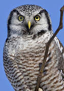 Northern Hawk-Owl