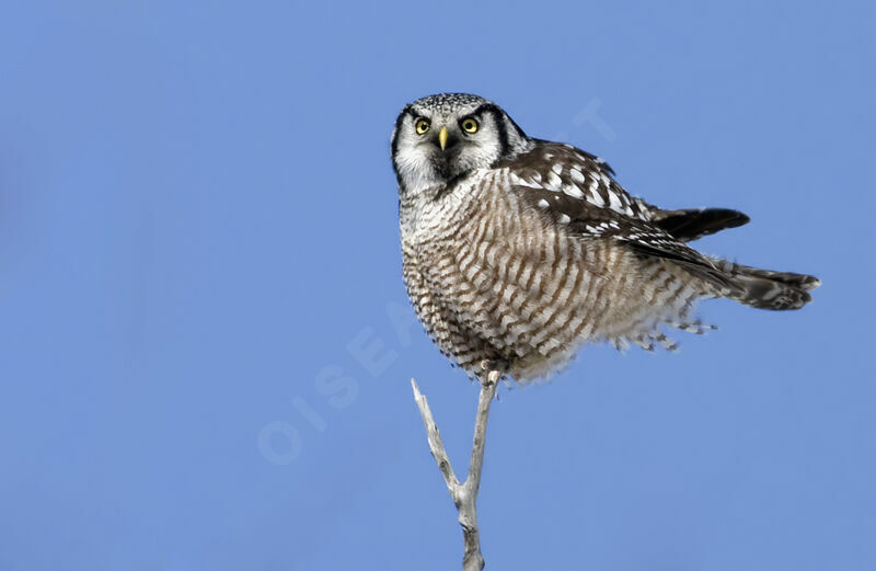 Northern Hawk-Owl, identification, Behaviour