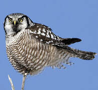 Northern Hawk-Owl