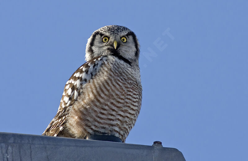 Northern Hawk-Owl