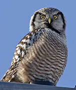 Northern Hawk-Owl