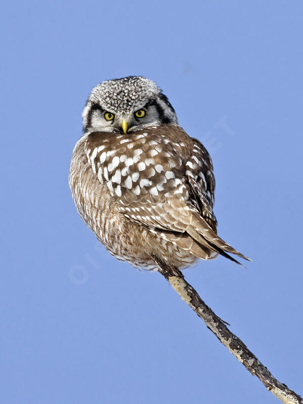 Northern Hawk-Owl, identification