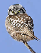 Northern Hawk-Owl