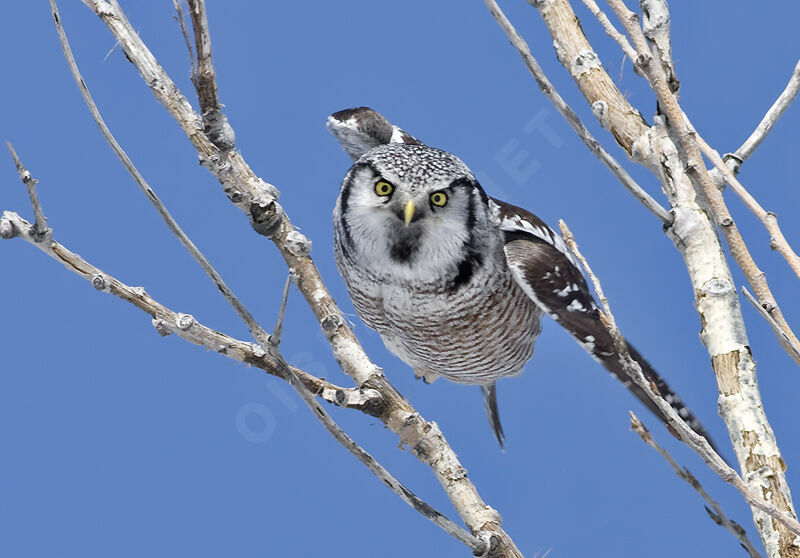 Northern Hawk-Owl, identification, Flight, Behaviour