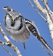 Northern Hawk-Owl