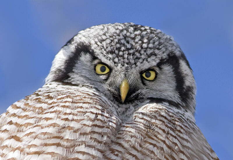 Northern Hawk-Owl, identification