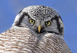 Northern Hawk-Owl