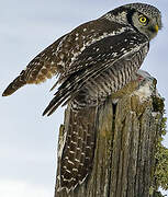 Northern Hawk-Owl