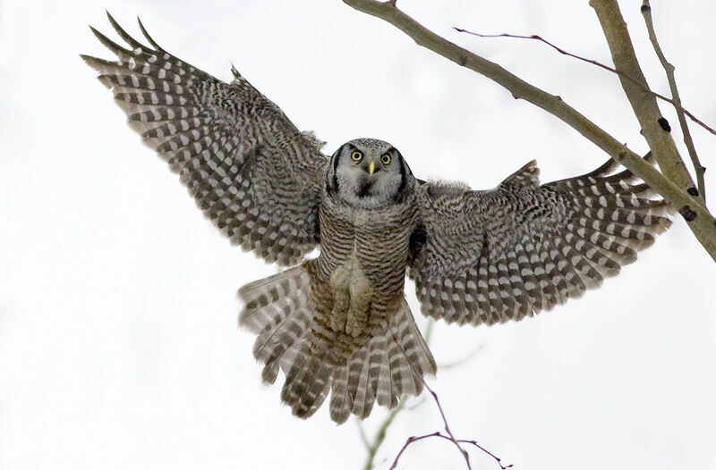 Northern Hawk-Owl, identification, Flight, Behaviour