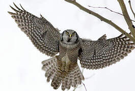 Northern Hawk-Owl