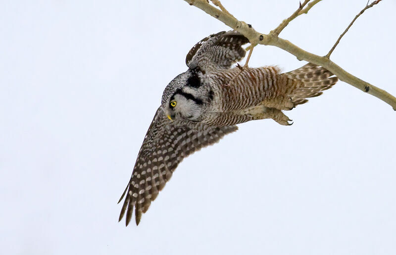 Northern Hawk-Owl