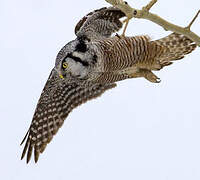 Northern Hawk-Owl