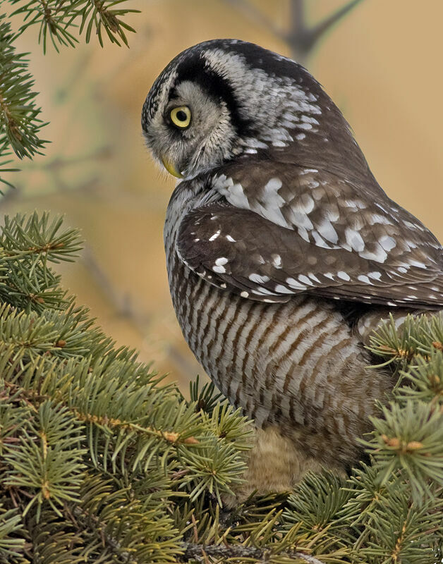 Northern Hawk-Owl, identification