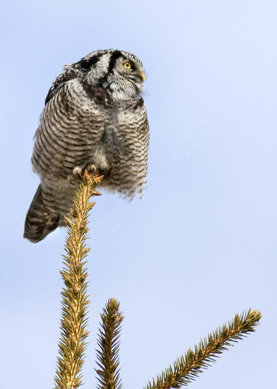 Northern Hawk-Owl