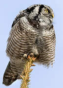 Northern Hawk-Owl