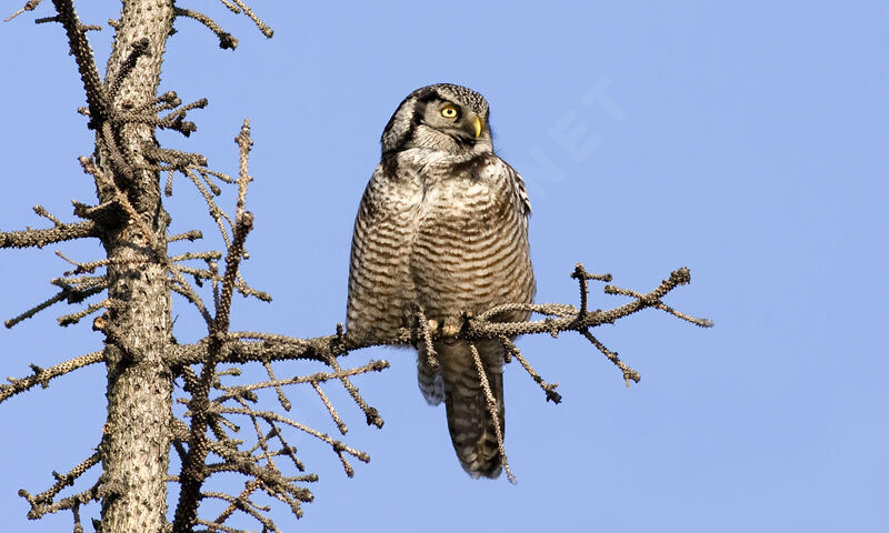 Northern Hawk-Owl, identification