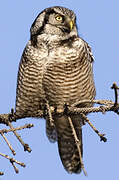 Northern Hawk-Owl