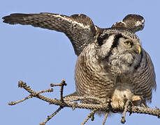 Northern Hawk-Owl