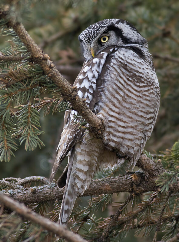 Northern Hawk-Owl, identification