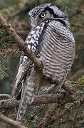 Northern Hawk-Owl