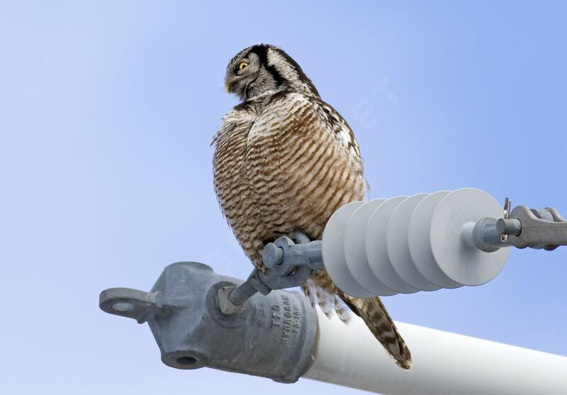 Northern Hawk-Owl, identification, Behaviour