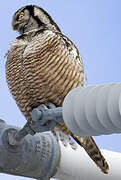 Northern Hawk-Owl