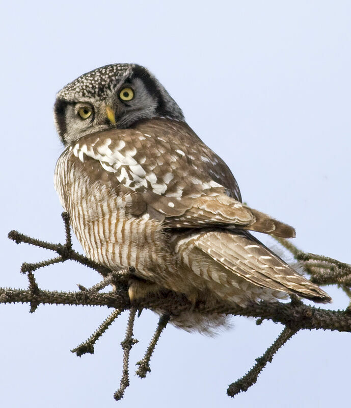 Northern Hawk-Owl, identification