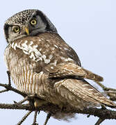 Northern Hawk-Owl