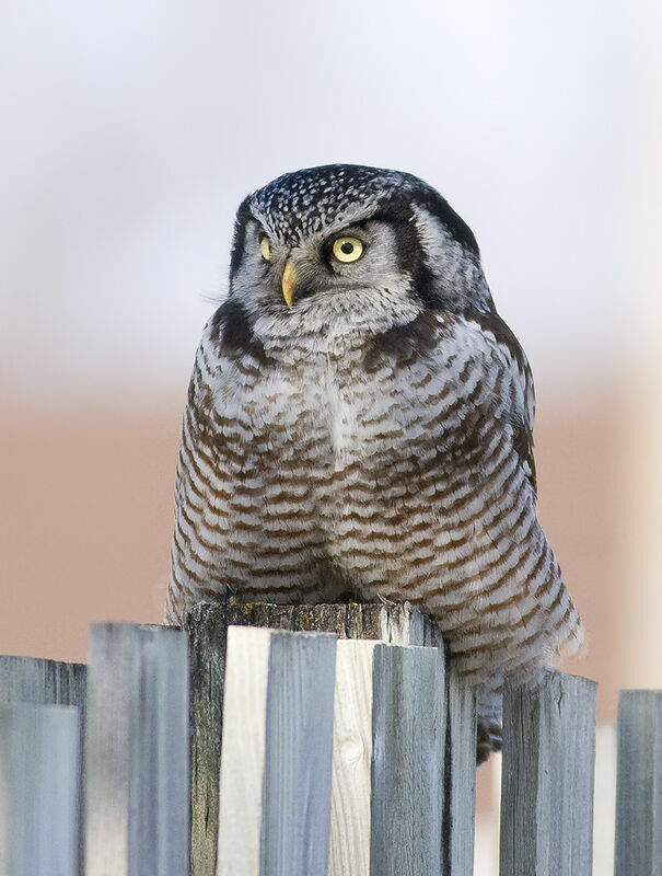 Northern Hawk-Owl, identification