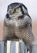 Northern Hawk-Owl