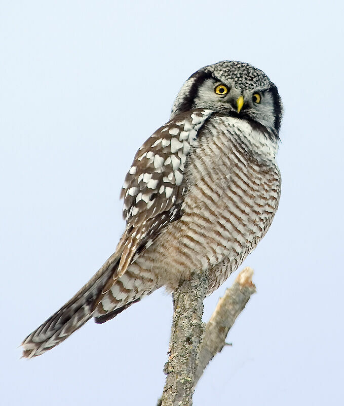 Northern Hawk-Owl