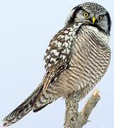 Northern Hawk-Owl