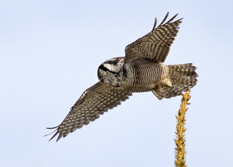 Northern Hawk-Owl, Flight