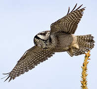 Northern Hawk-Owl