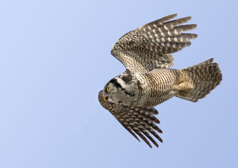 Northern Hawk-Owl, identification, Flight, Behaviour