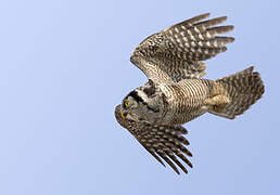 Northern Hawk-Owl