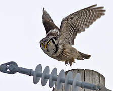 Northern Hawk-Owl