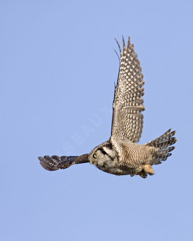 Northern Hawk-Owl, identification, Flight, Behaviour