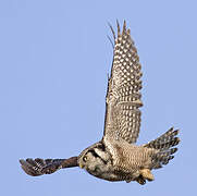 Northern Hawk-Owl